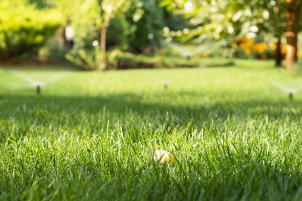 Mowed green backyard grass with sprinkler system